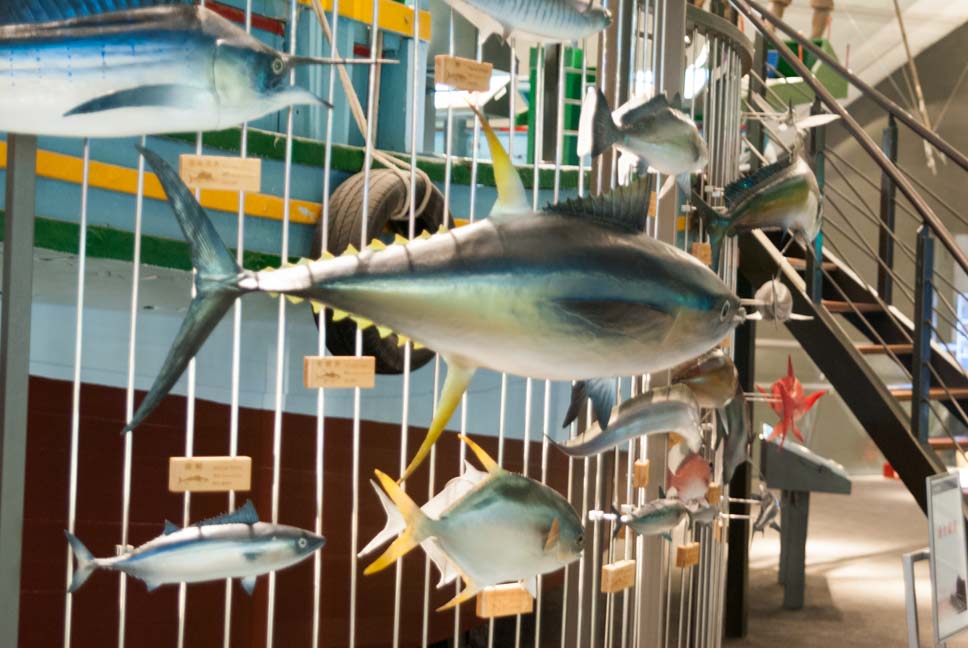 蘭陽博物館魚兒游