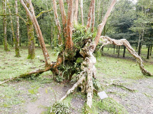 福山植物園植物區